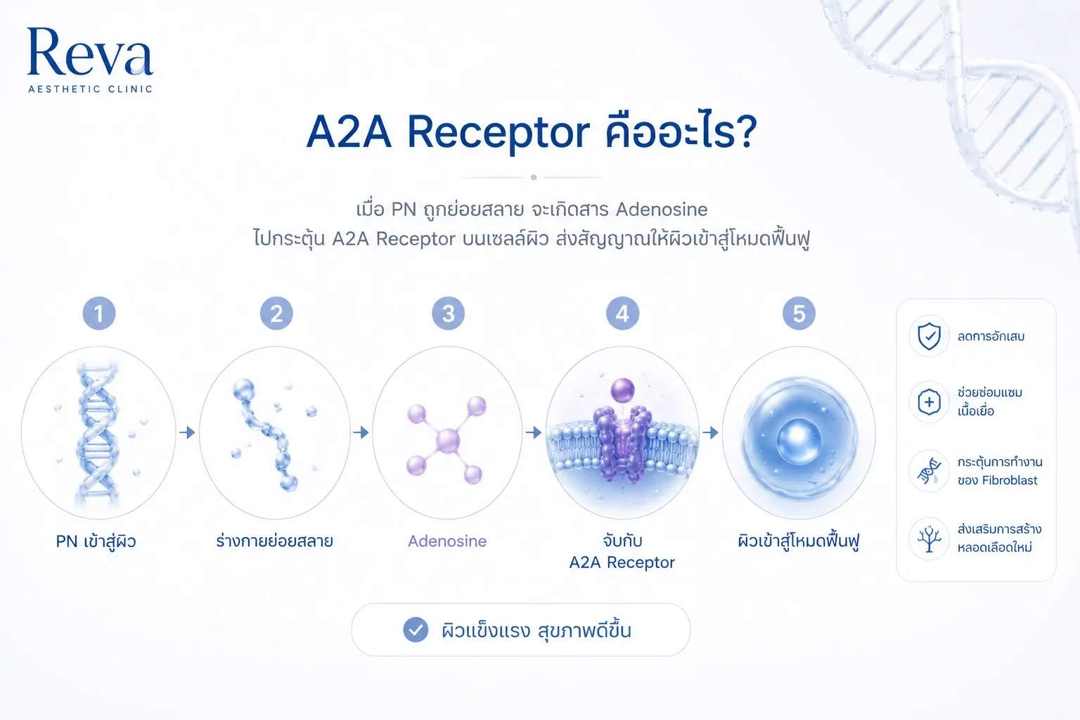 Medical infographic explaining the proposed A2A receptor mechanism of Polynucleotide (PN), from adenosine signaling to skin repair and regeneration.