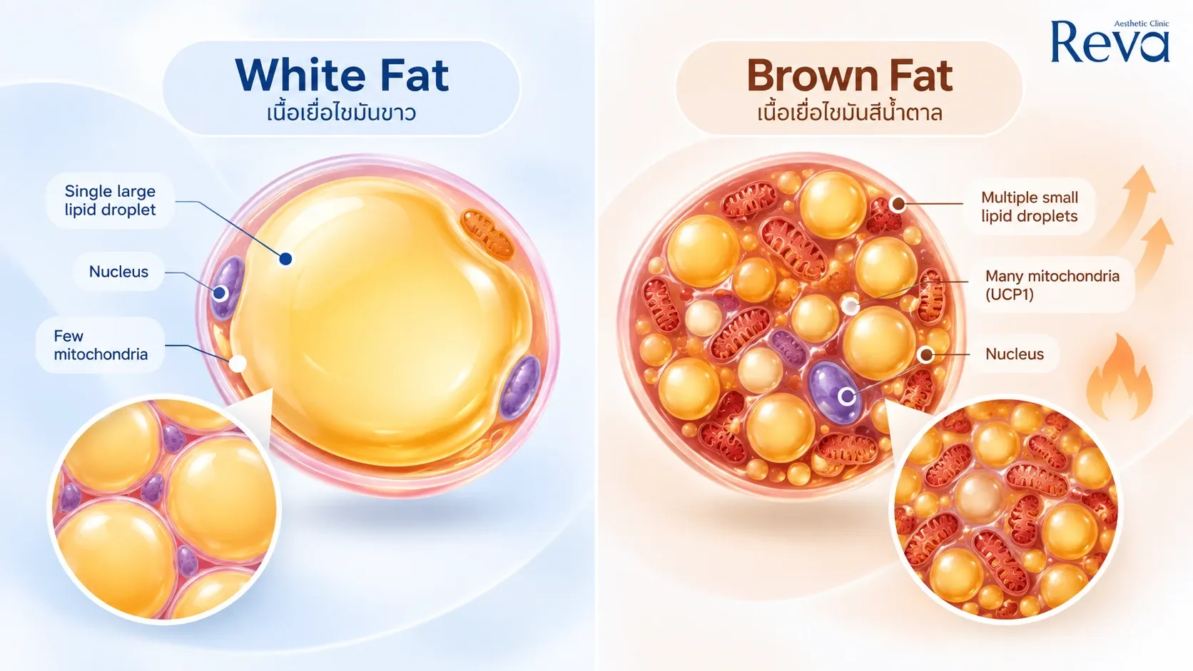 white and brown fat