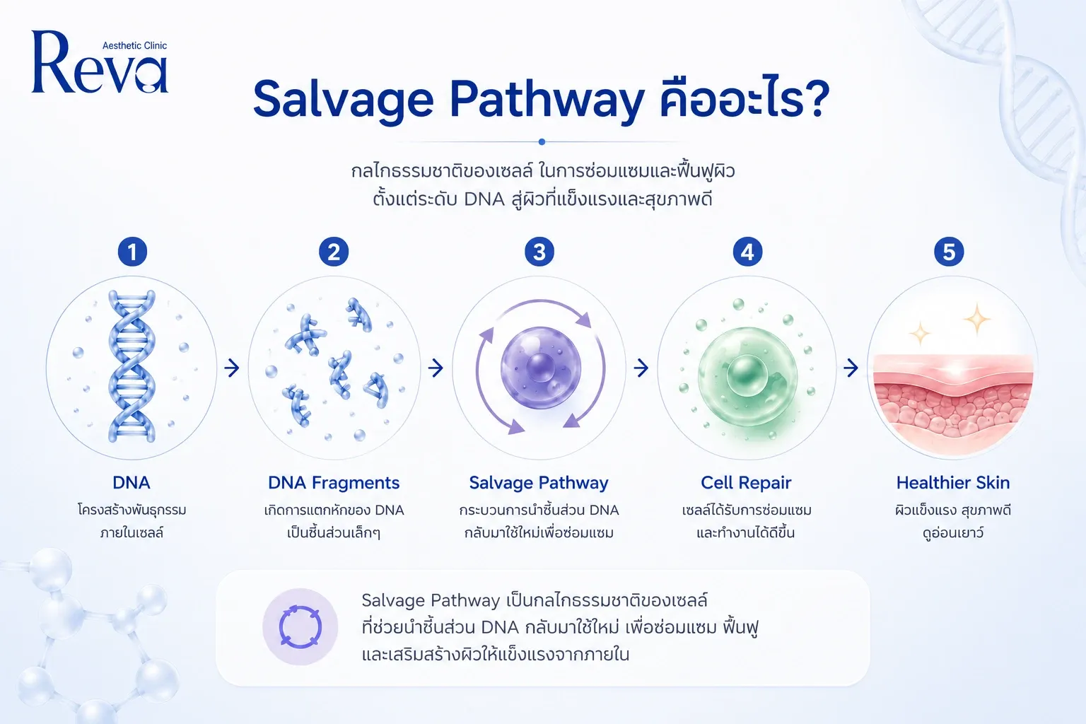 Infographic explaining the Salvage Pathway, showing how DNA fragments are recycled to support cell repair and healthier skin.