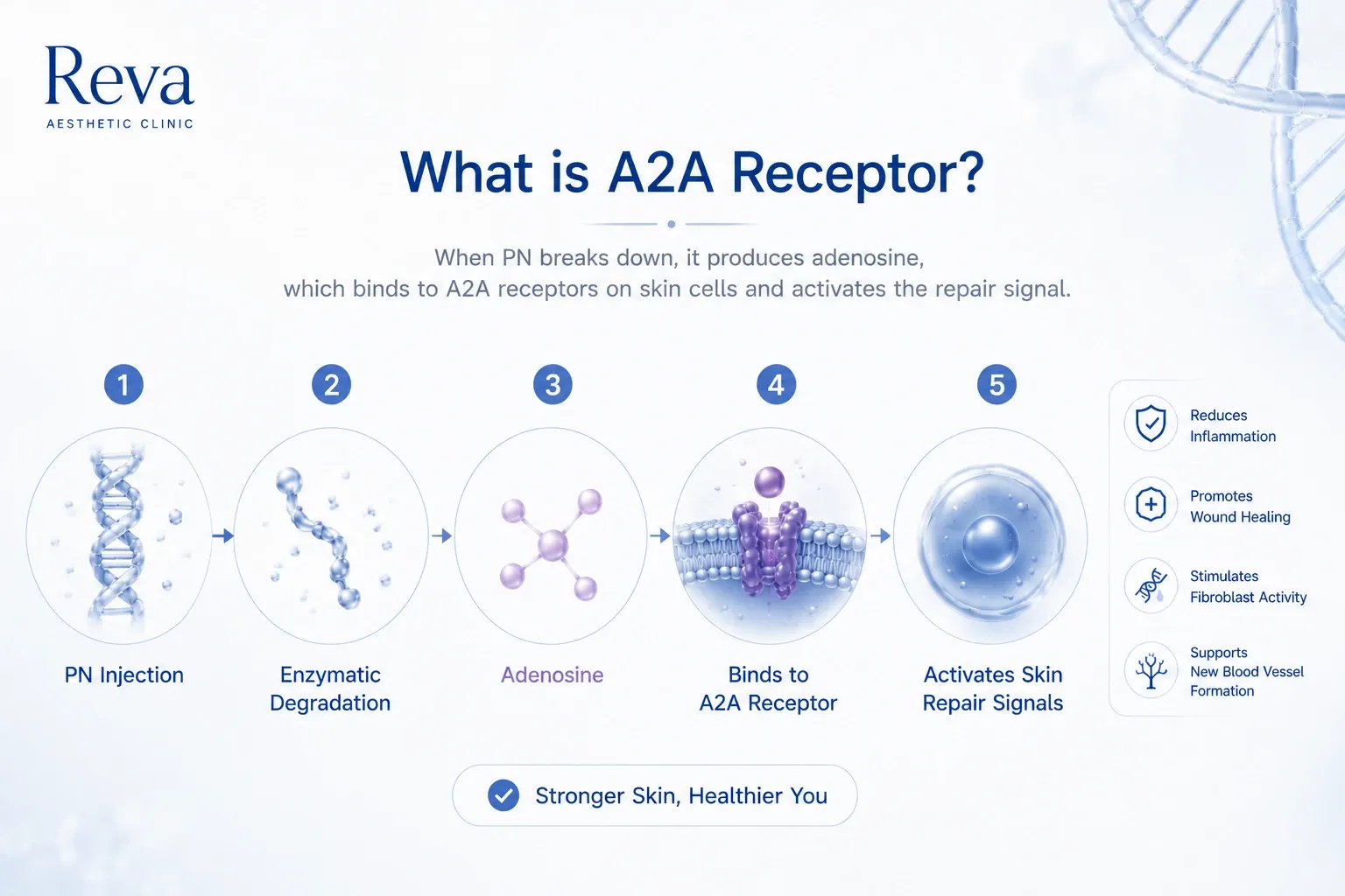 Medical infographic explaining the proposed A2A receptor mechanism of Polynucleotide (PN), from adenosine signaling to skin repair and regeneration.