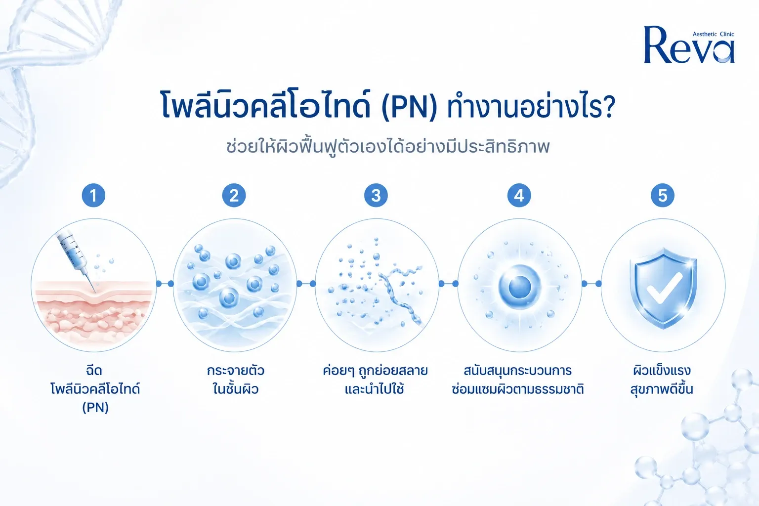 Infographic explaining the step-by-step mechanism of Polynucleotide (PN), from injection to natural skin repair and regeneration.
