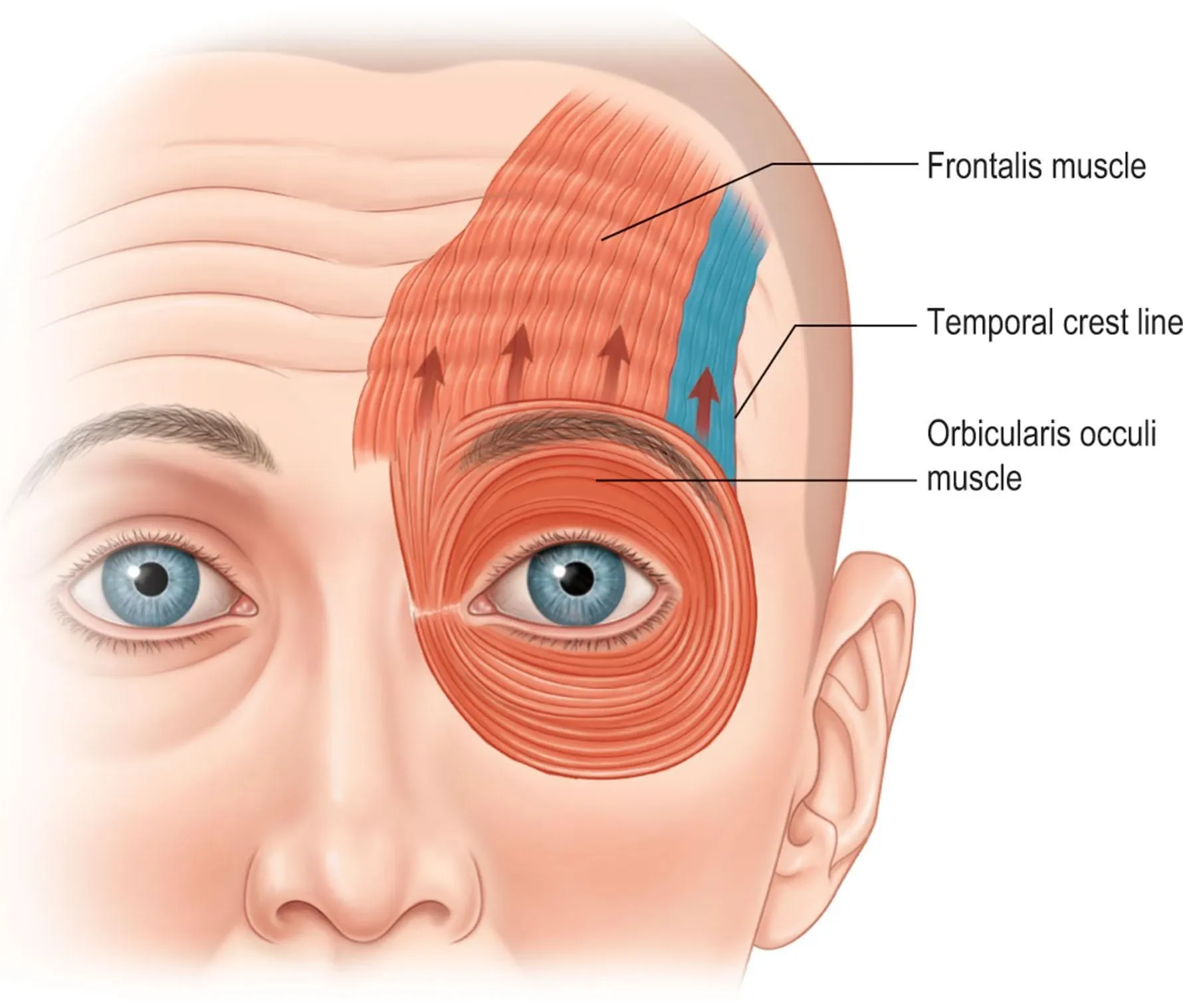 Frontalis