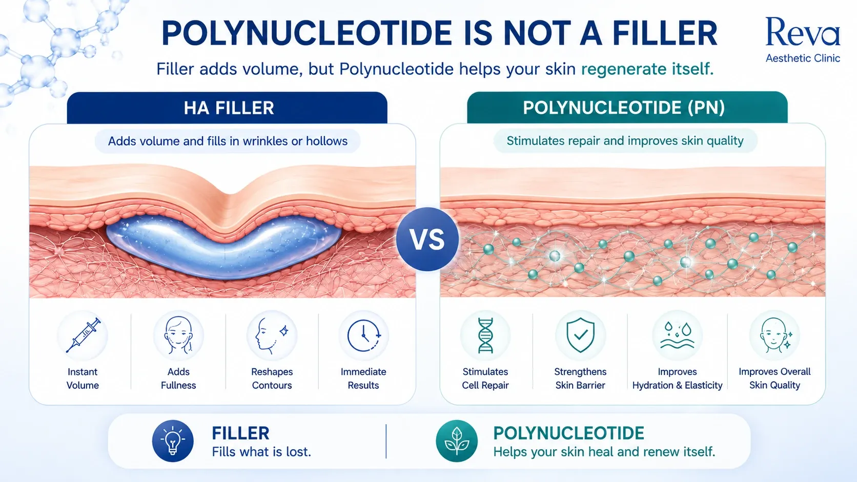 Comparison infographic between Hyaluronic Acid (HA) filler and Polynucleotide (PN), illustrating volume restoration versus skin regeneration.