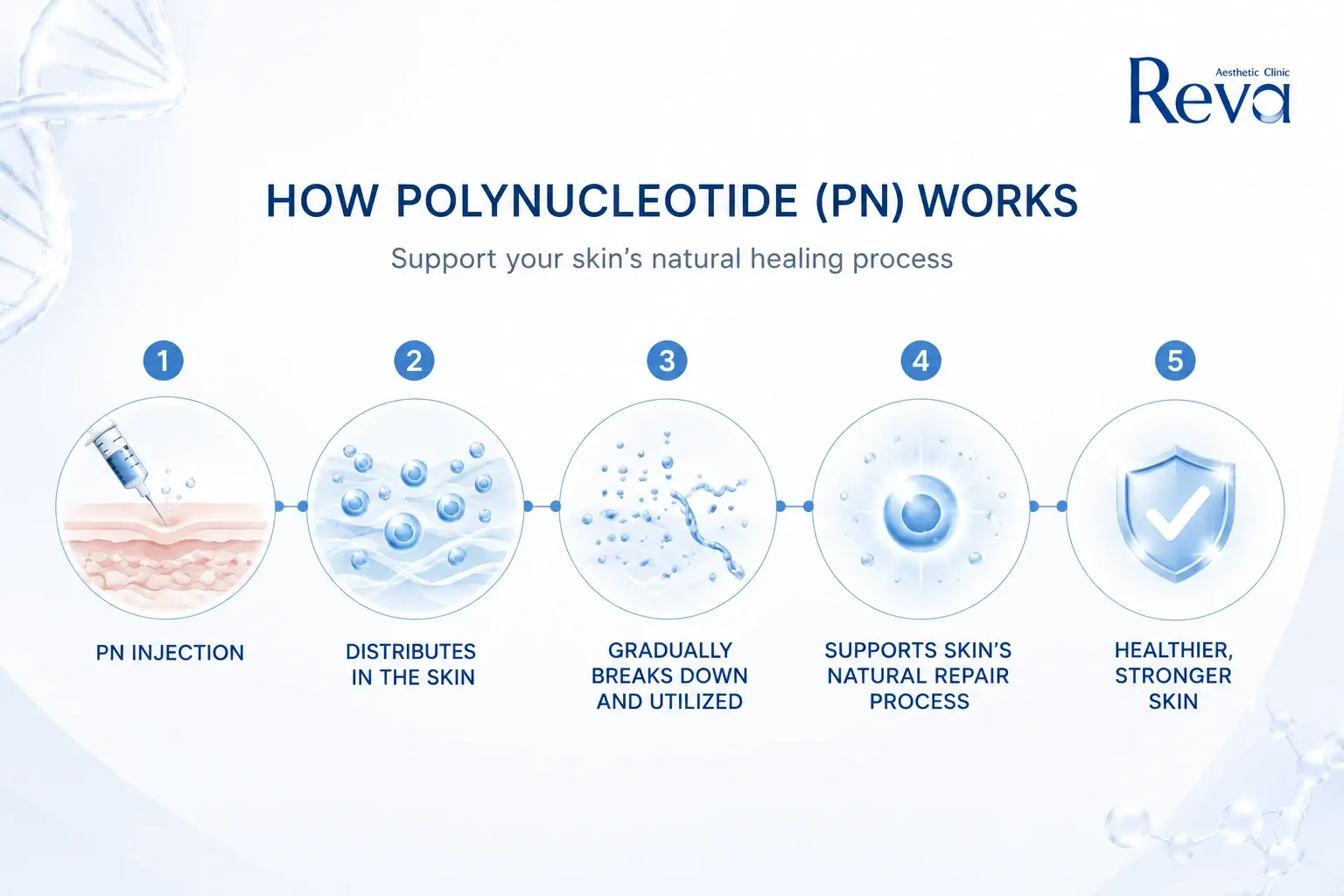 Infographic showing how Polynucleotide (PN) works, from injection and DNA breakdown to skin repair and healthier skin regeneration.