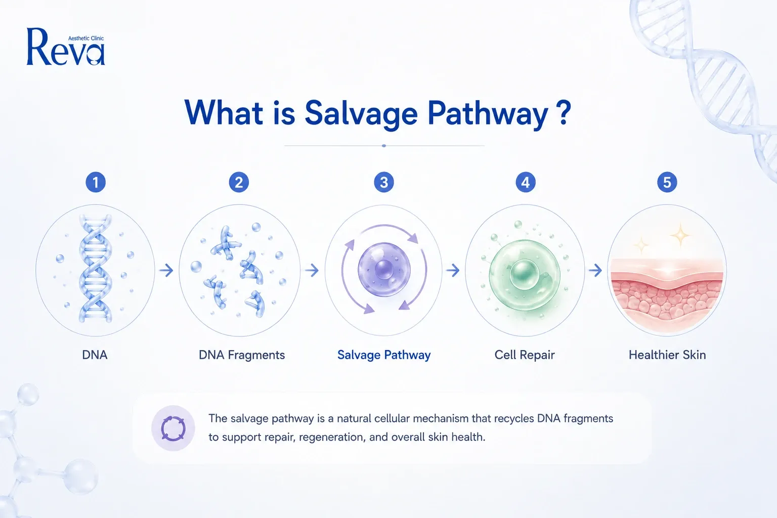 Infographic explaining the Salvage Pathway, showing how DNA fragments are recycled to support cell repair and healthier skin.